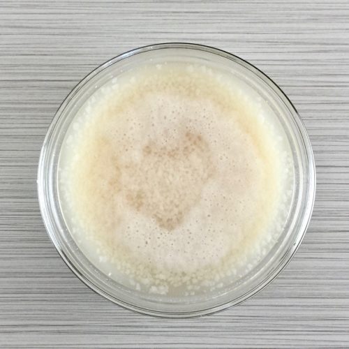 101 Learn About Potato Flake Sourdough Starters