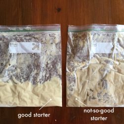 Tutorial – Good vs Not-So-Good Amish Friendship Bread Starter