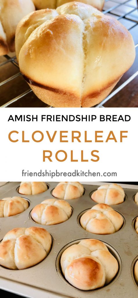 Amish Friendship Bread Cloverleaf Dinner Rolls