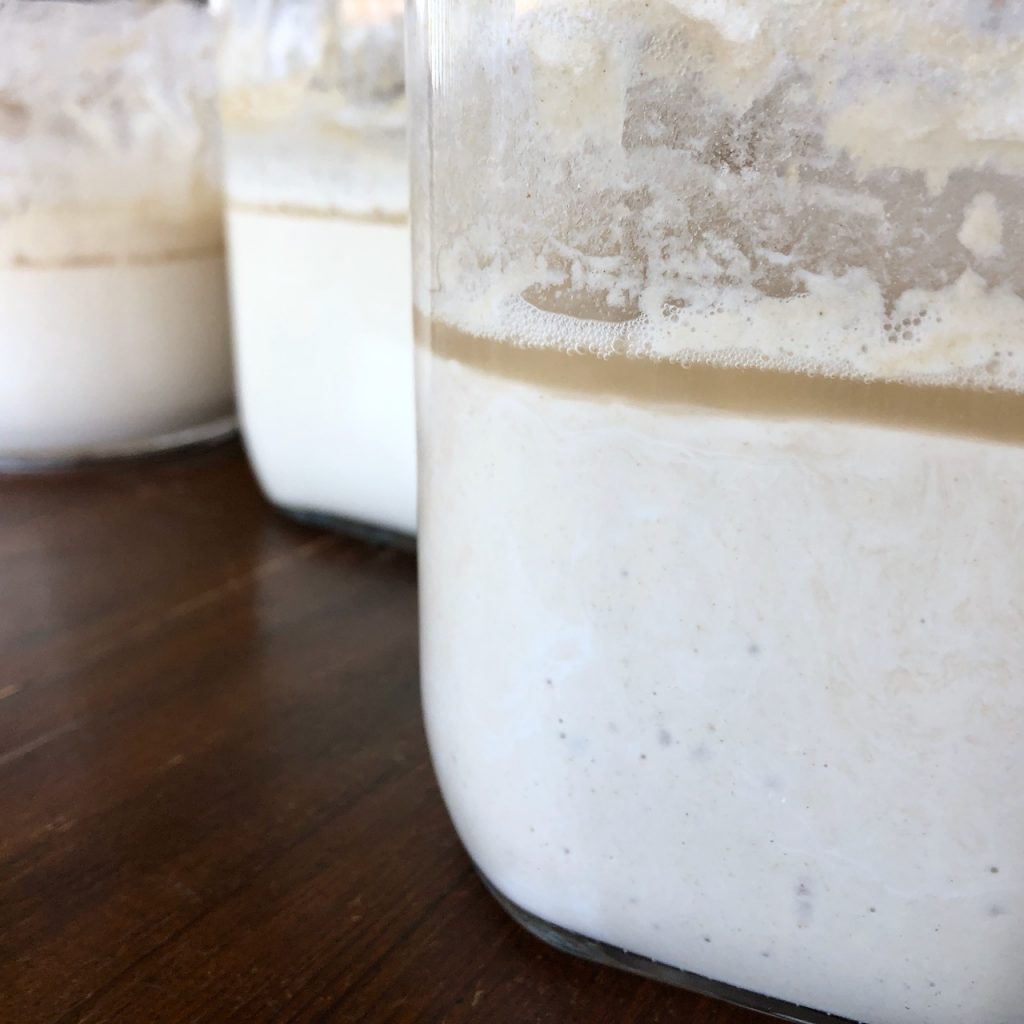 Jars of Amish Friendship Bread sourdough starter hooch