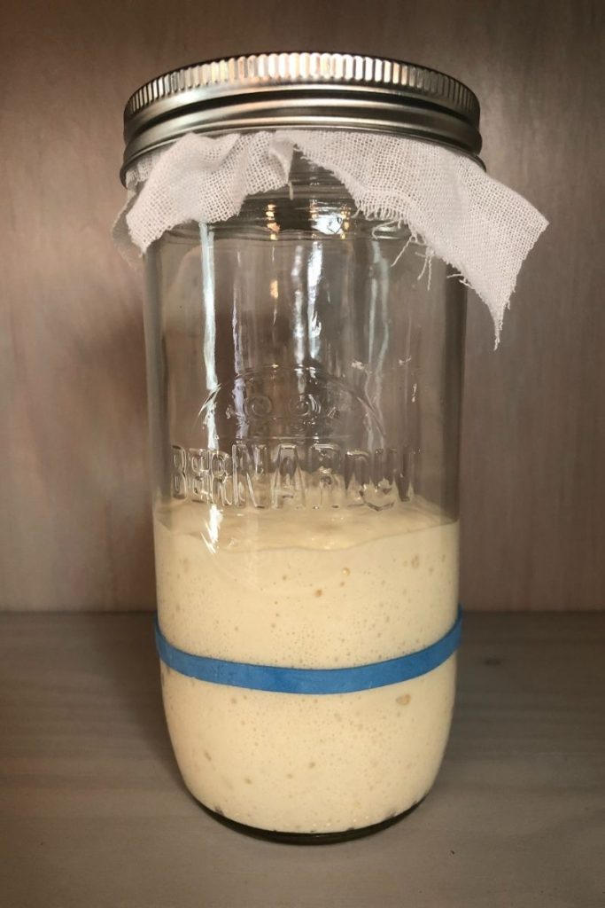 Sourdough starter doubled in a jar.