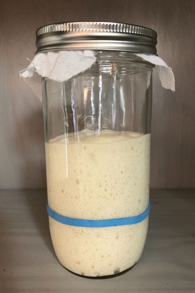Sourdough starter that has tripled in the jar.