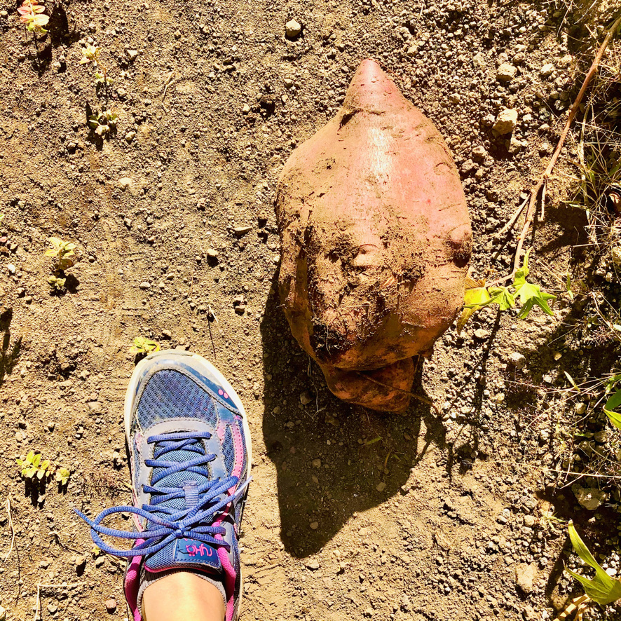 Garden sweet potato